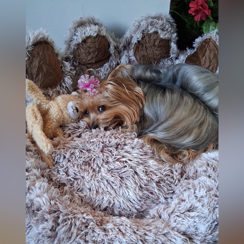 Meet your posher & Guinevere Yorkie! - Picture 2 of 16